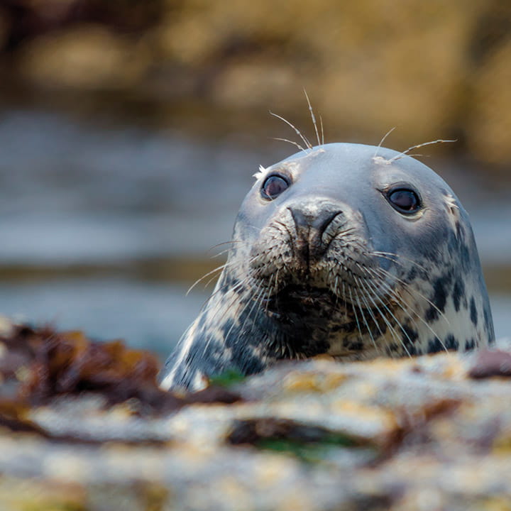 An adult grey seal An adult grey seal